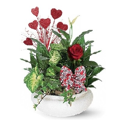 Our "Kiss and Tell" Dish Garden/Planter Gift