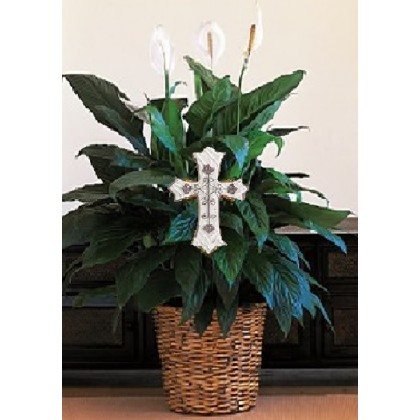 Our "Cross Over to Heaven" Peace Lily Plant