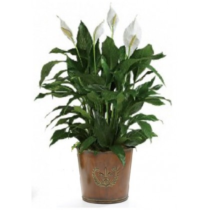 Upgraded Large Peace Lily with Fleur de lis Planter