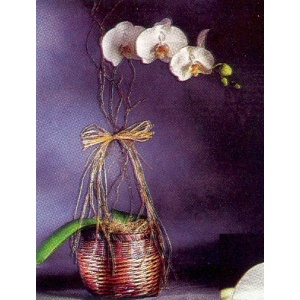 Orchid Ecstasy