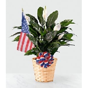 Our "Williamsburg Americana" Peace Lily Plant