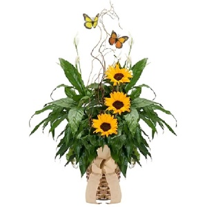 Our "Peace and Sunshine" Gift