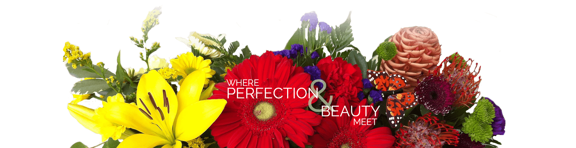 footer-home-slogan-opti