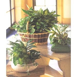 Dish Garden/Planter Sympathy Gift