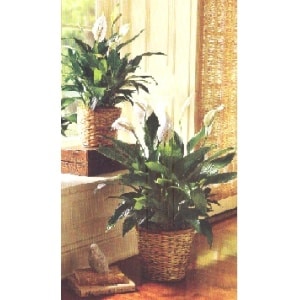A Peace Lily or Spathiphyllum Plant