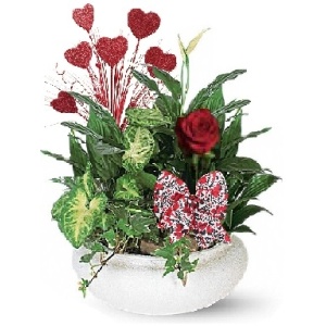 Our "Kiss and Tell" Dish Garden/Planter Gift