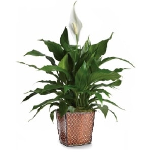 Upgraded Medium Peace Lily with Diamond Planter