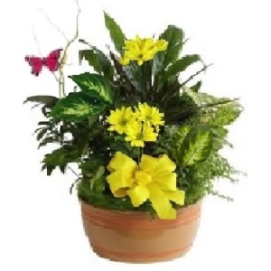 Dish Garden/Planter Gift